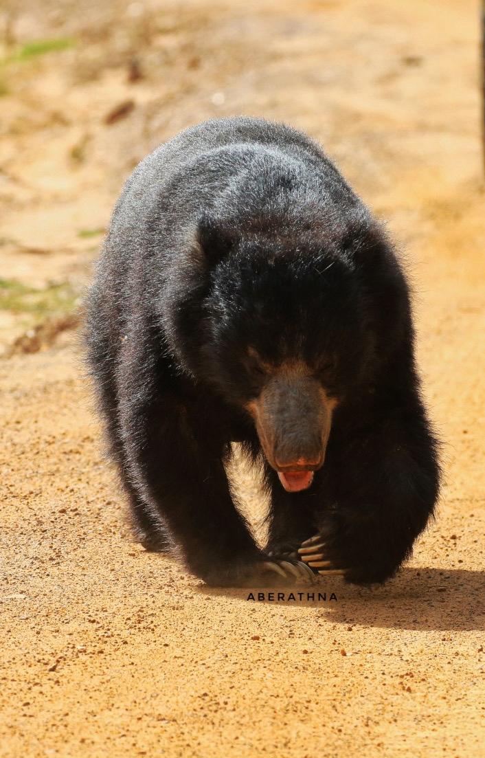 Sloth Bear