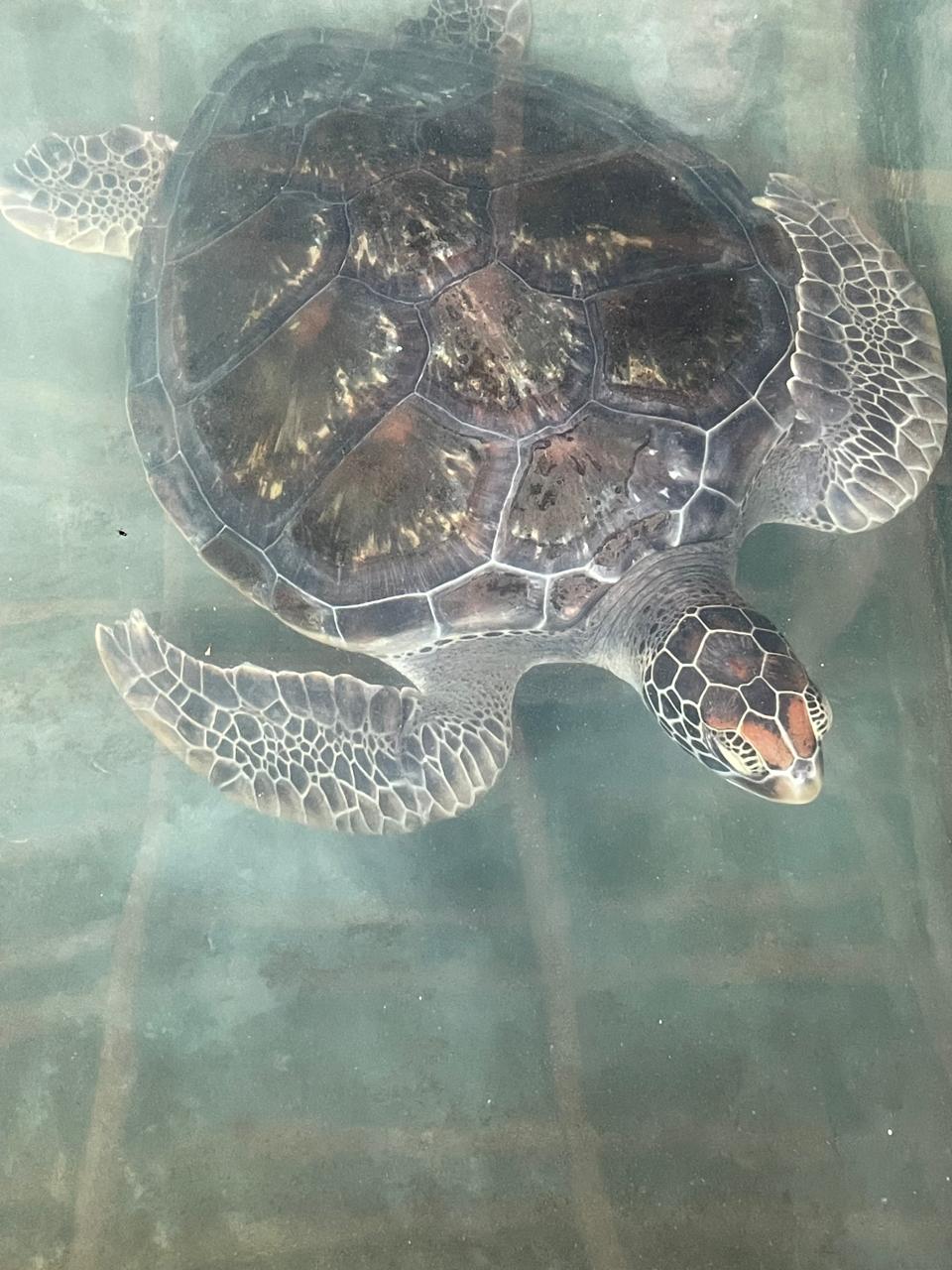 Green Sea Turtle
