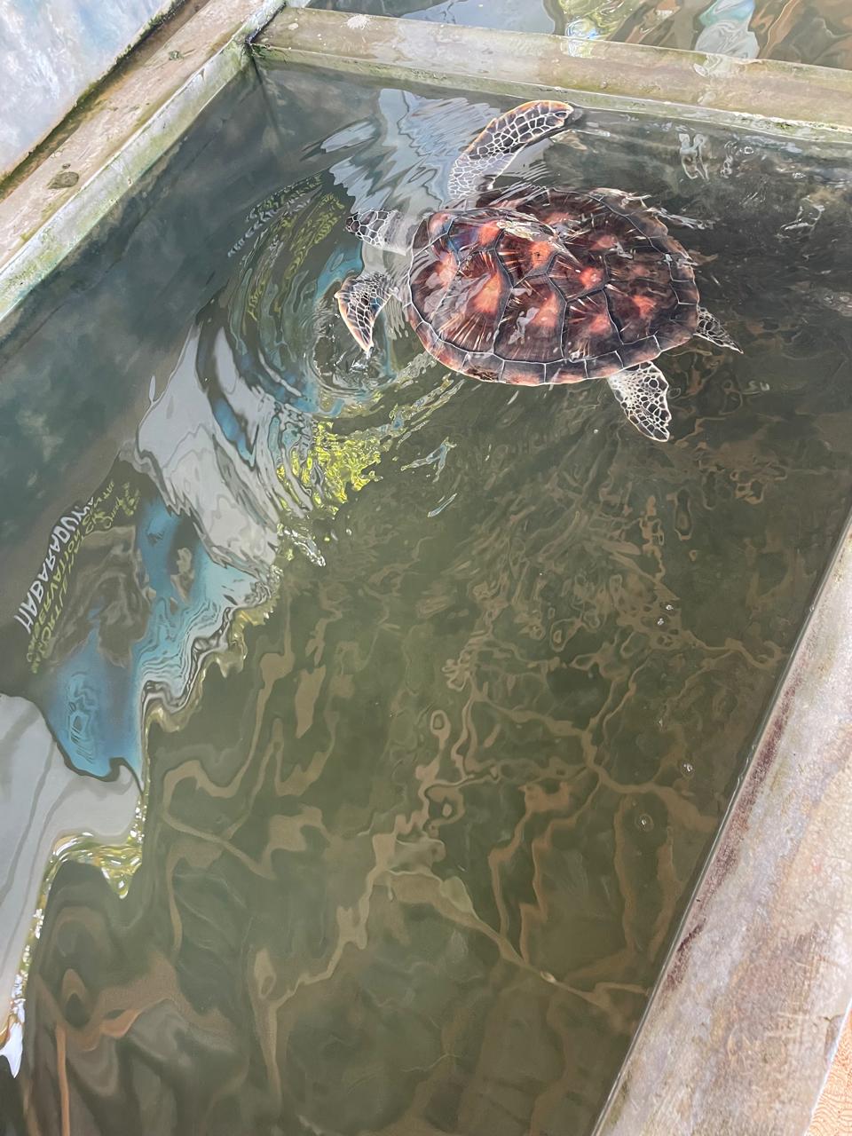 Turtle Hatchery