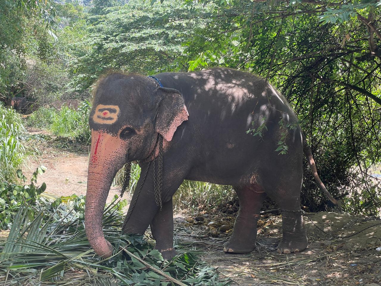 Decorated Elephant