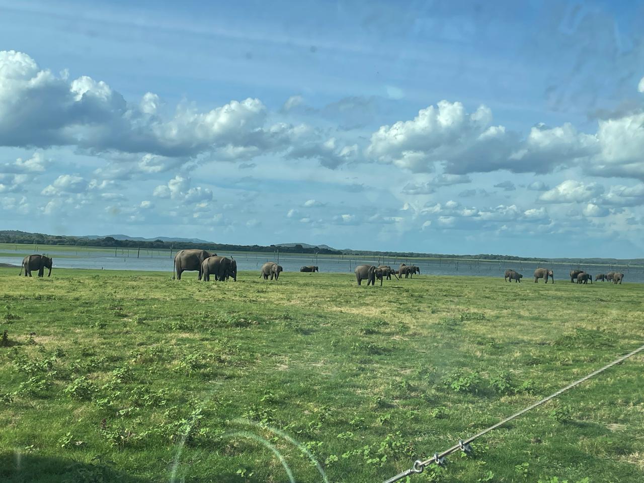 Wild Elephant Herd