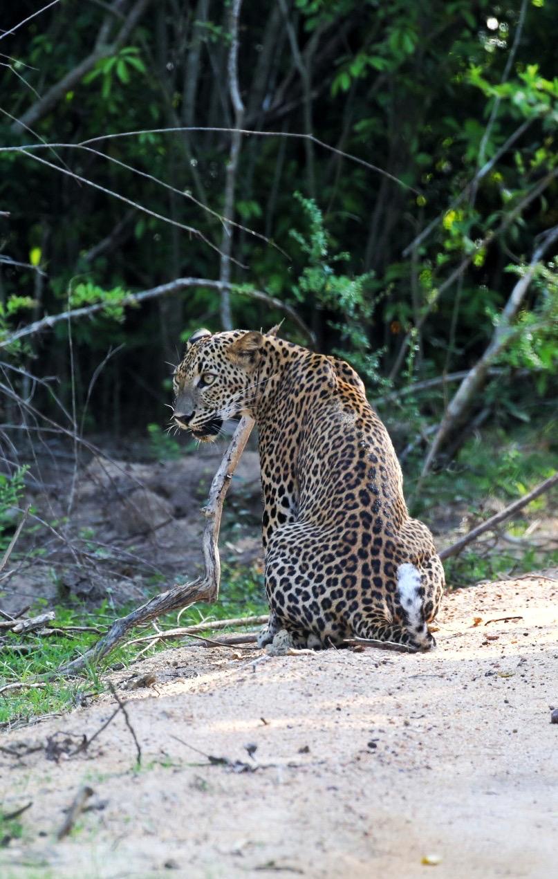 Sri Lankan Leopard
