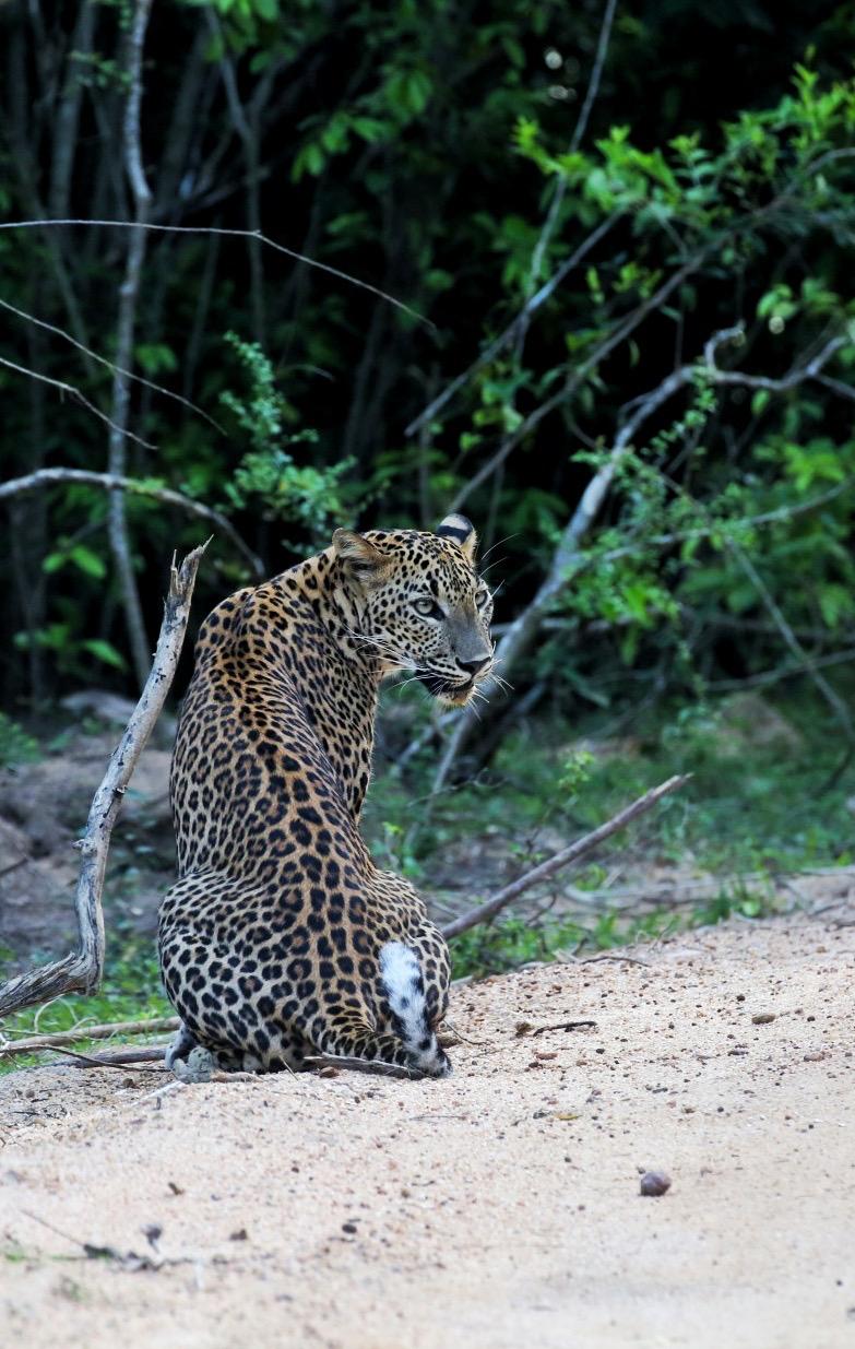 Leopard on Trail