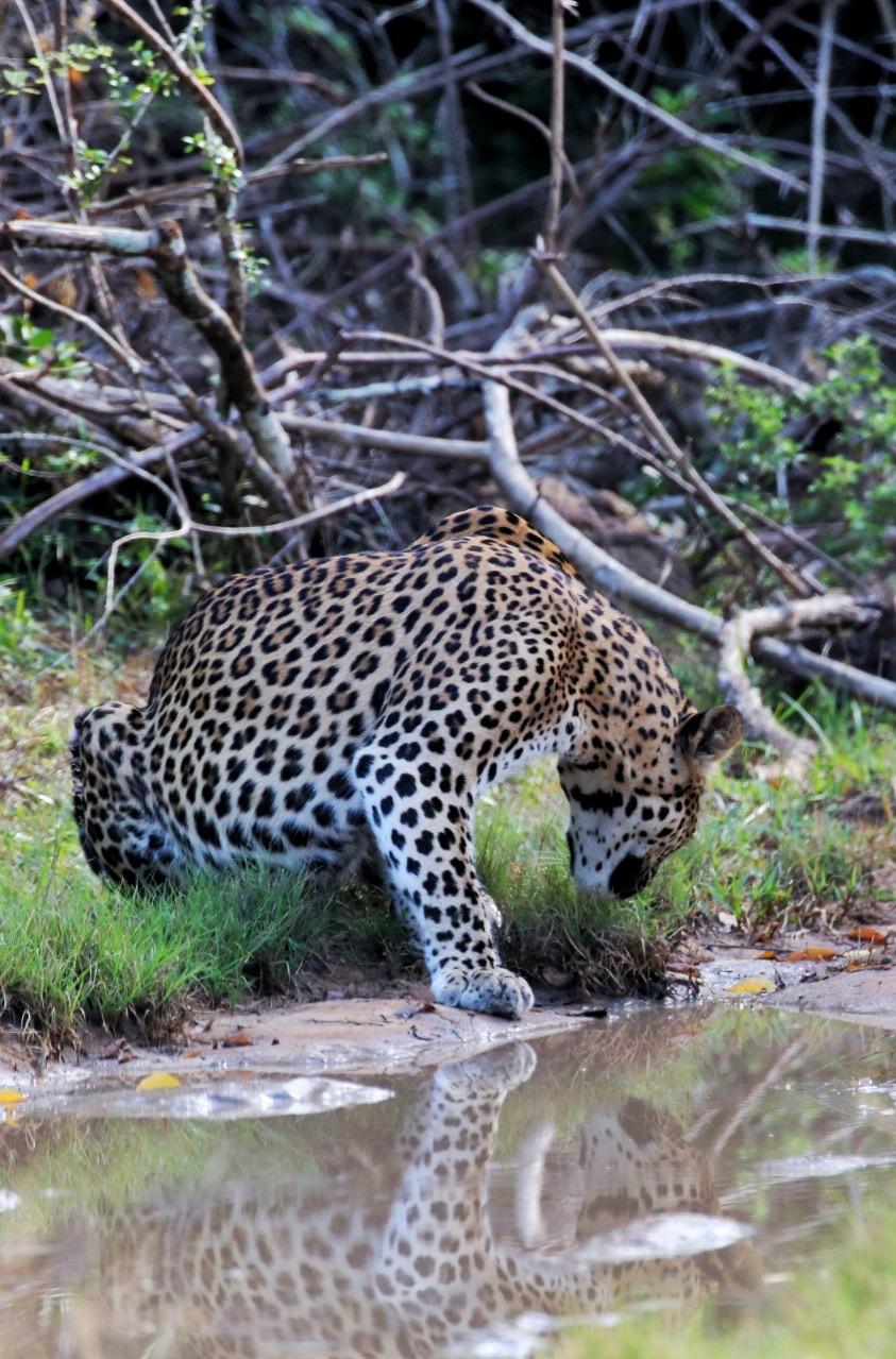 Leopard Drinking