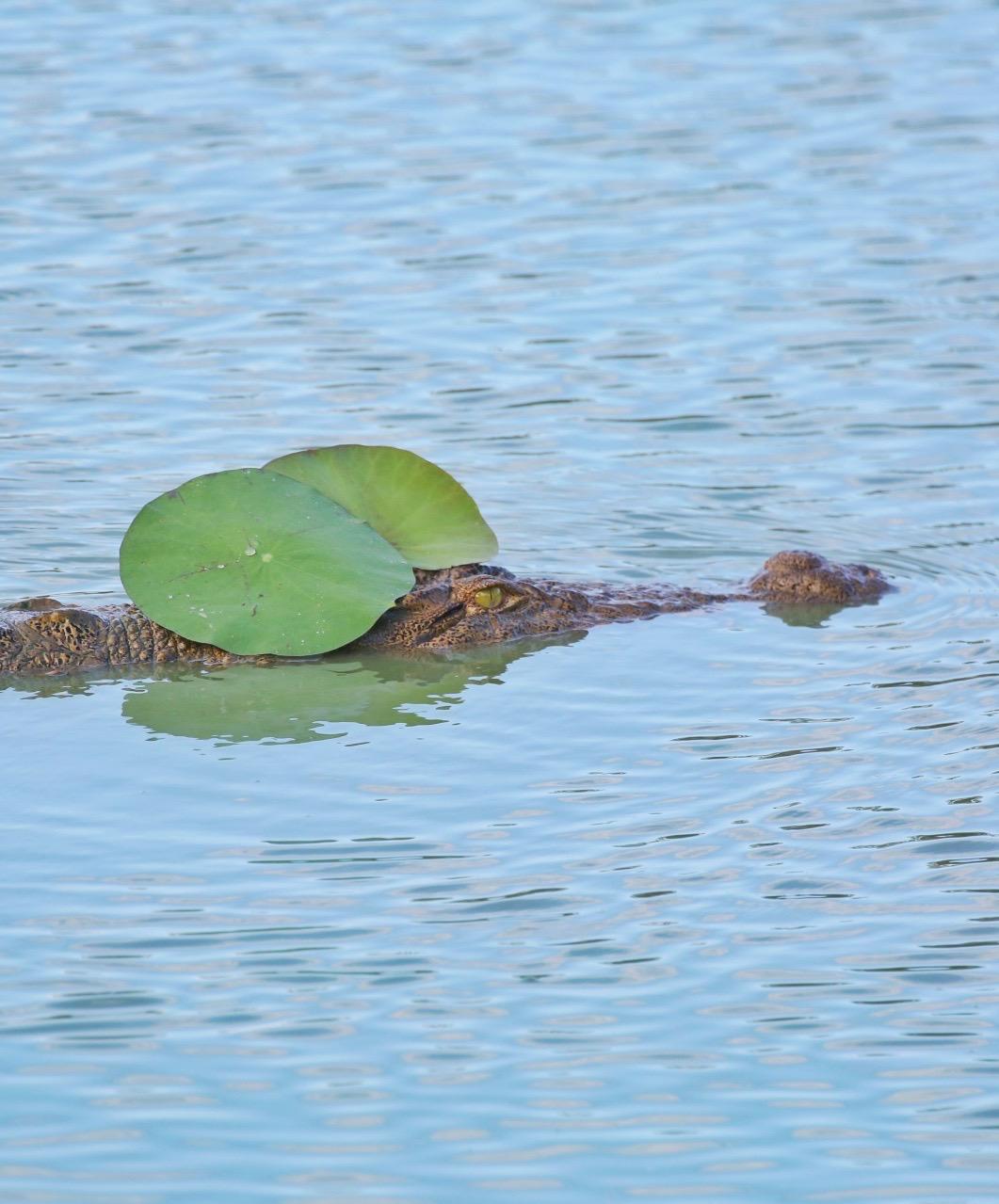 Crocodile