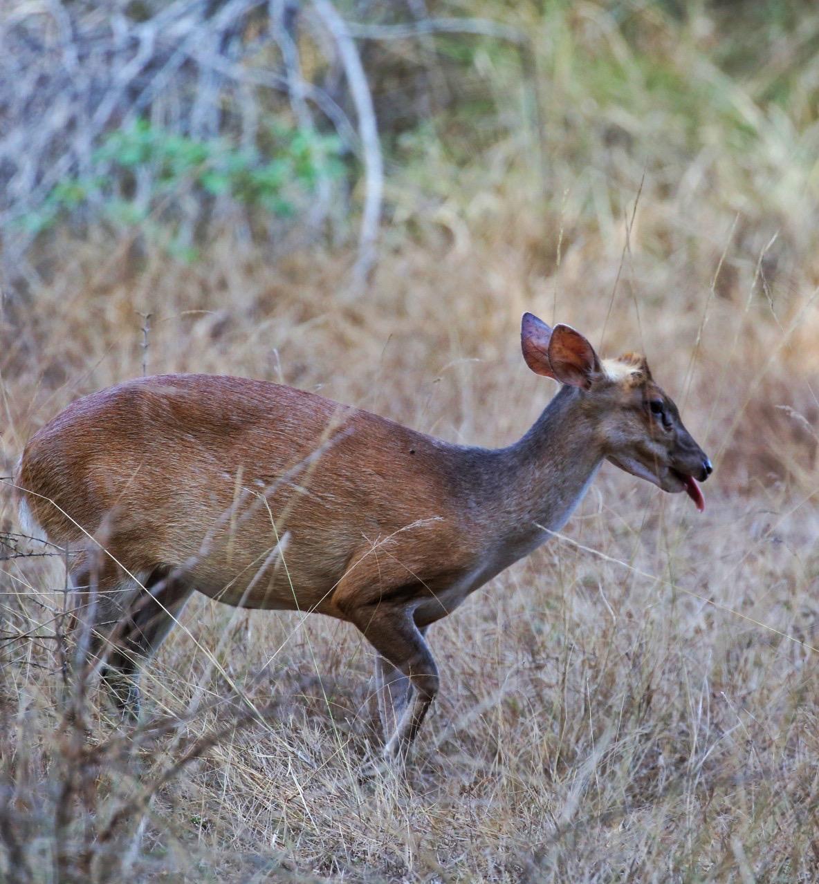 Barking Deer