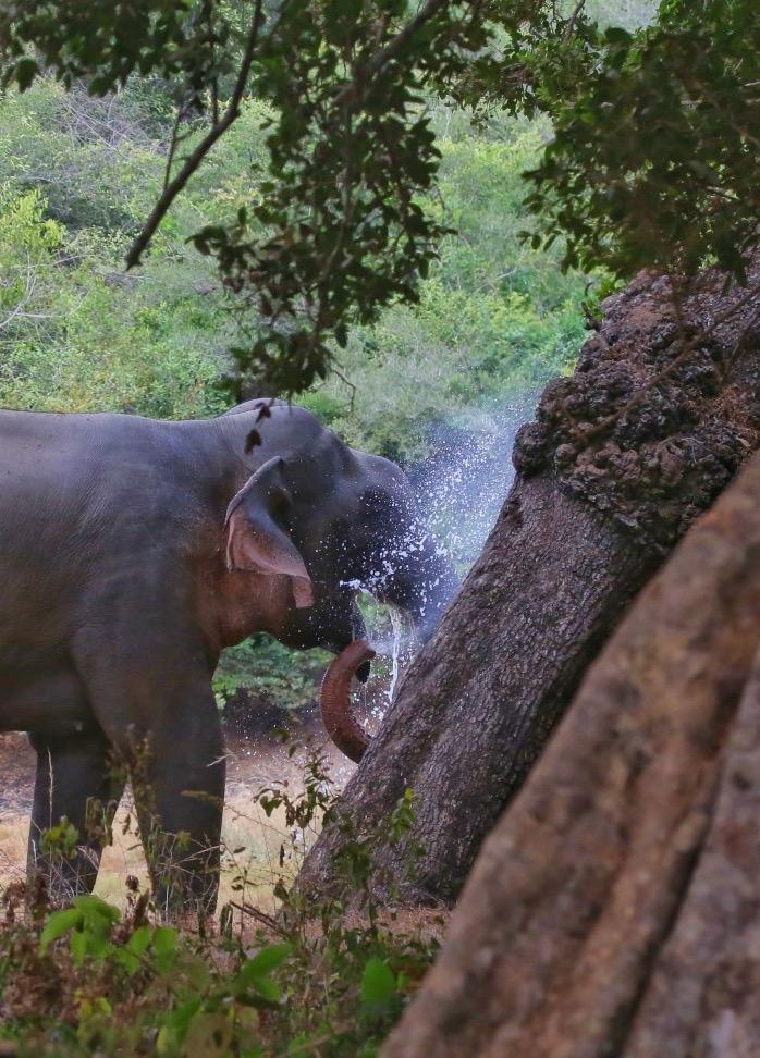 Elephant Spraying Water