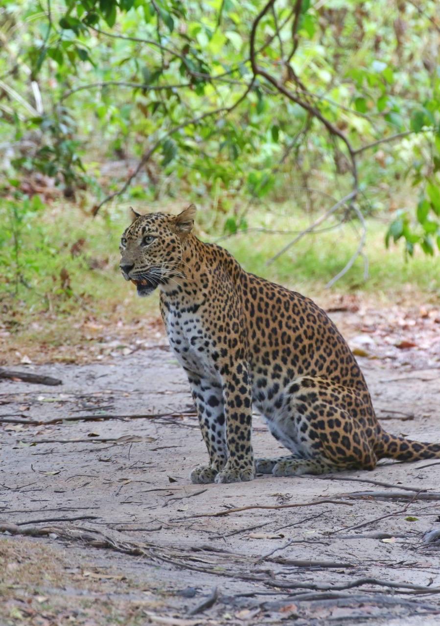 Leopard Portrait