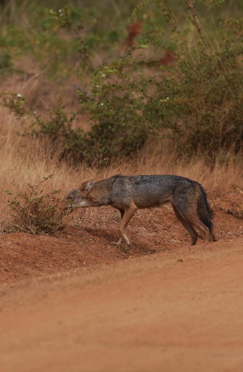 Golden Jackal