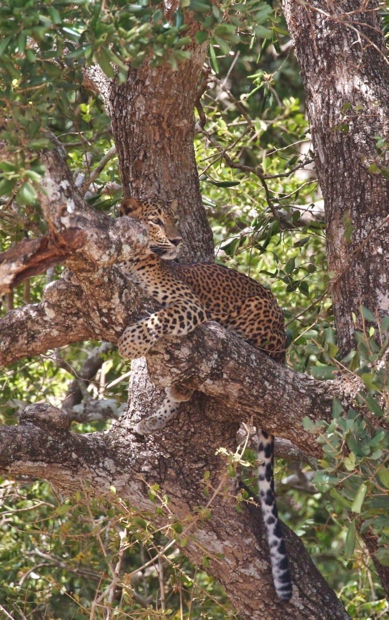 Leopard in Tree