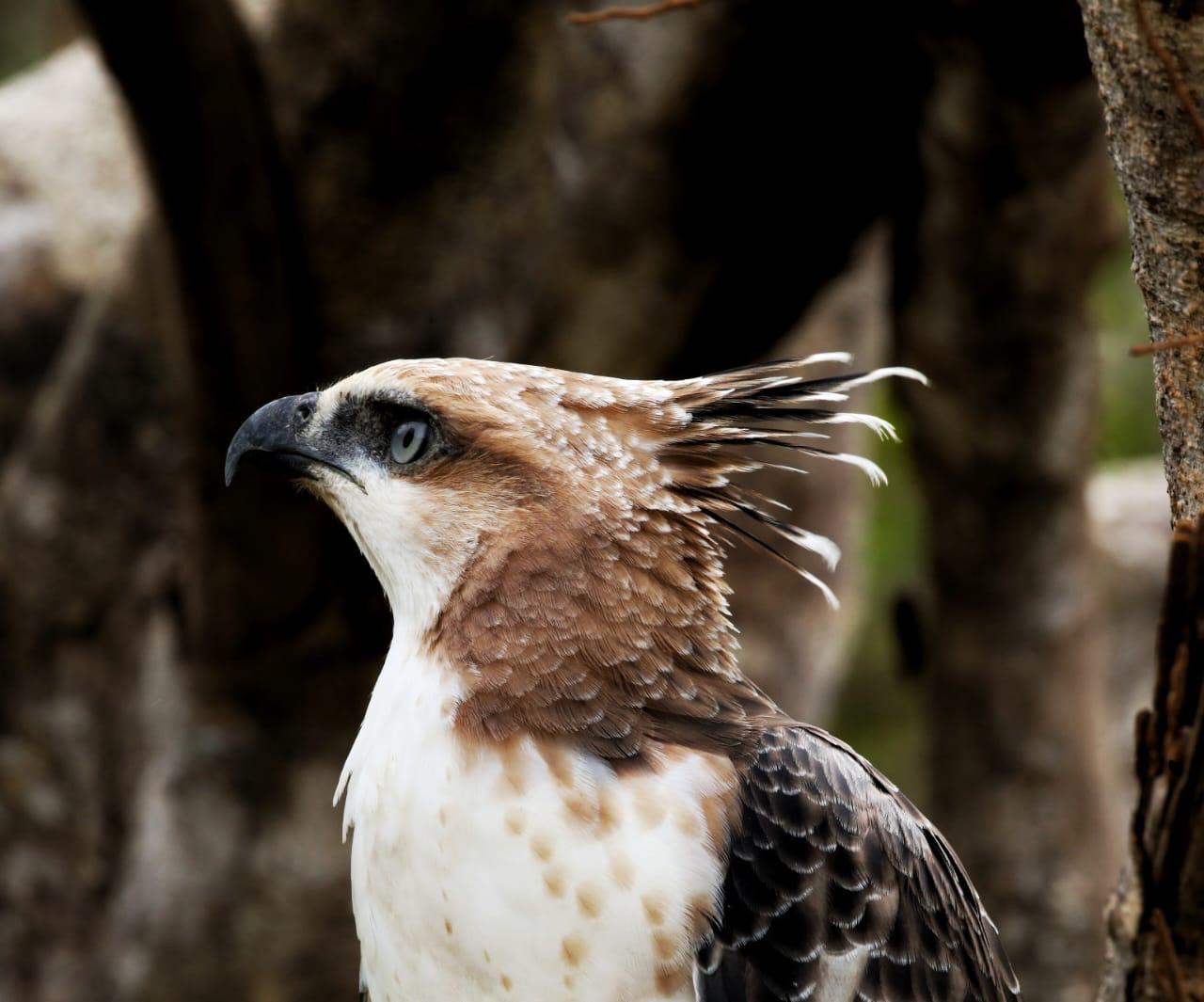 Eagle Close-up