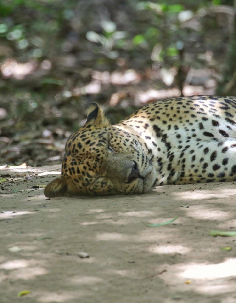 Sleeping Leopard