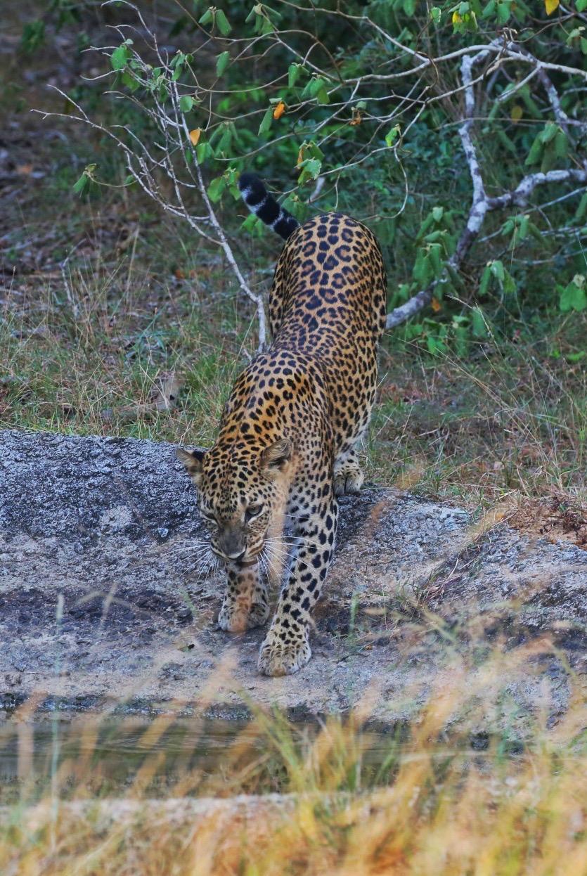 Leopard on Rocks