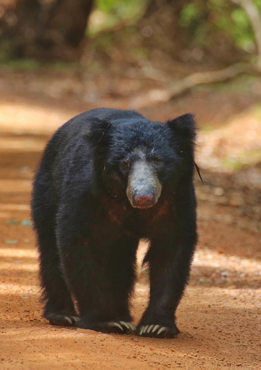 Sloth Bear on Path