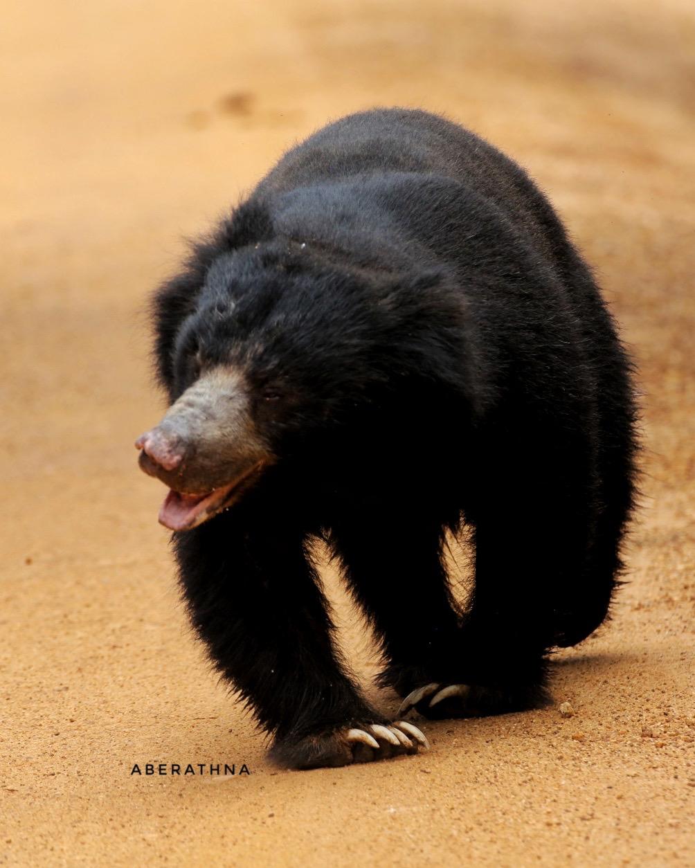Sloth Bear Roaring
